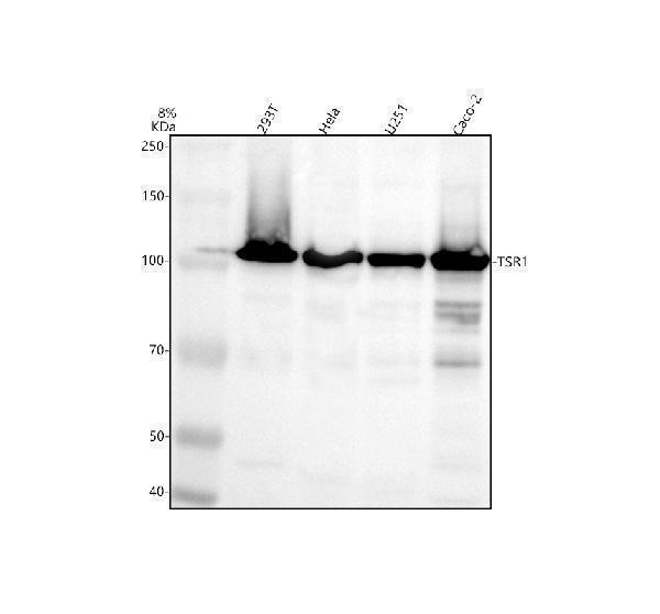 Western blot analysis of TSR1 using anti-TSR1 antibody (A11043-1)