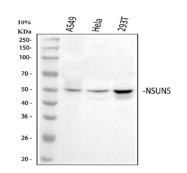  Western blot analysis of NSUN5 using anti-NSUN5 antibody (A11044-1)