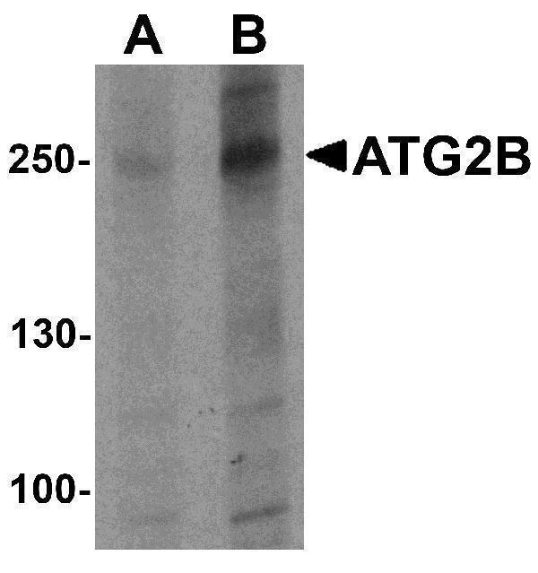 a11053 atg2b primary antibodies wb testing 1