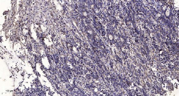 a11054 1 ppm1l primary antibodies ihc testing 1