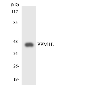 Western blot analysis of the lysates from HepG2 cells using PPM1L antibody