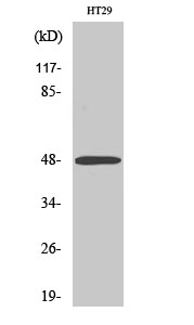 Western Blot analysis of various cells using ABHD2 Polyclonal Antibody