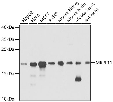 a11059 1 mrpl11 primary antiboties wb testing 1