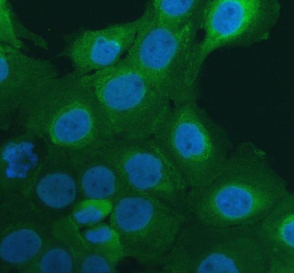 IF analysis of EPS8L2 using anti-EPS8L2 antibody (A11064-3)