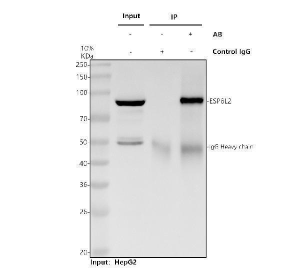 a11064 3 eps8l2 primary antibodies ip testing 1