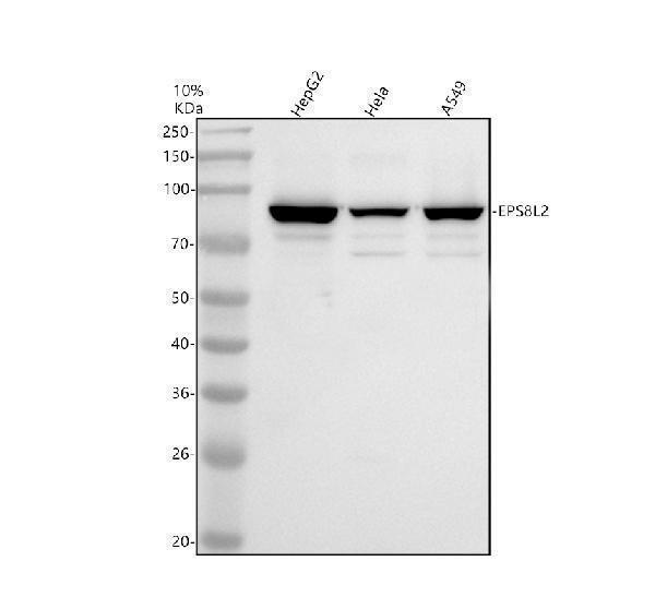 Western blot analysis of EPS8L2 using anti-EPS8L2 antibody (A11064-3)