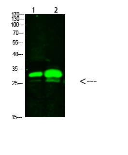 a11066 kctd7 primary antibodyes wb testing 1