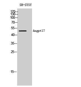 a11067 1 angptl7 primary antibodyes wb testing 1