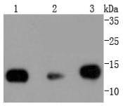 a11068 hist1h2bk primary antiboties wb testing 1