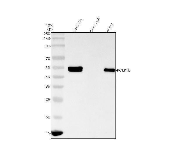  Immunoprecipitating POLR1E in RT4 whole cell lysate
