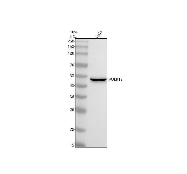  Western blot analysis of POLR1E using anti-POLR1E antibody (A11077-2)