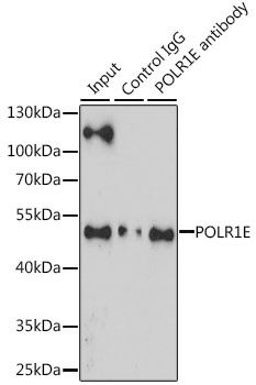 Immunoprecipitation analysis of 200ug extracts of Jurkat cells, using 3 ug POLR1E antibody 