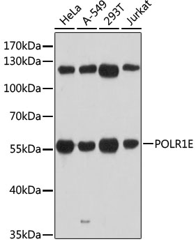 Western blot analysis of extracts of various cell lines, using POLR1E antibody  at 1:3000 dilution
