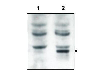 a11078 grasp primary antibodies wb testing 1