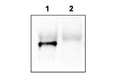 a11078 grasp primary antibodies wb testing 3