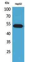 Western Blot analysis of HepG2 cells using LIR-7 Polyclonal Antibody