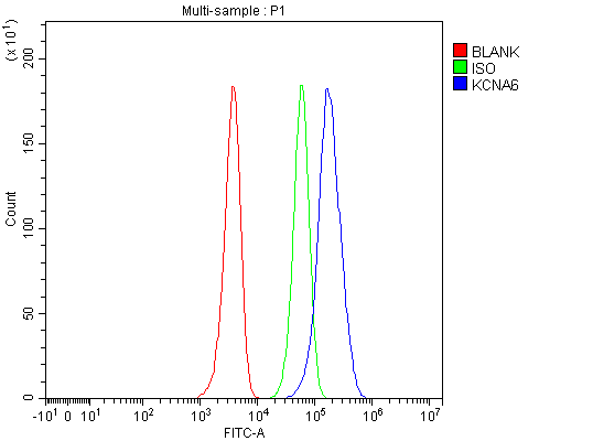 a11084 1 kcna6 primary antibodies fcm testing 1