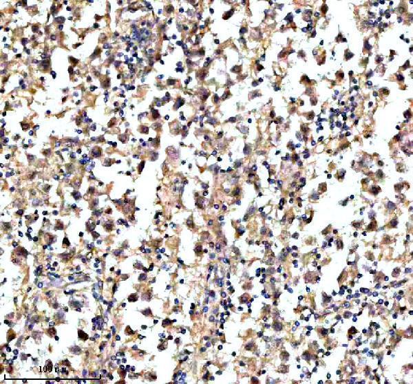 a11084 1 kcna6 primary antibodies ihc testing 3