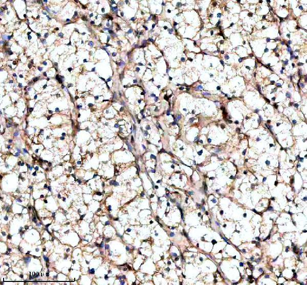 a11084 1 kcna6 primary antibodies ihc testing 4
