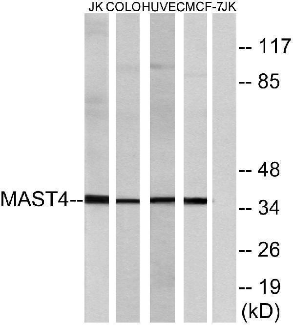 a11085 1 mast4 primary antibodies wb testing 3