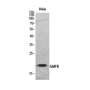 a11087 gmfb primary antibodies wb testing 2