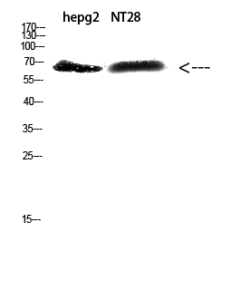a11088 zfp91 primary antibodies wb testing 1