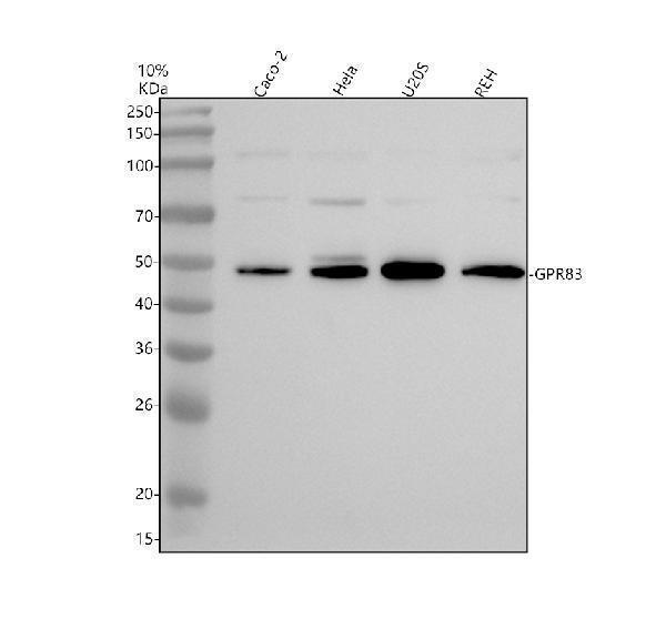 a11089 1 gpr83 primary antibodies wb testing 1
