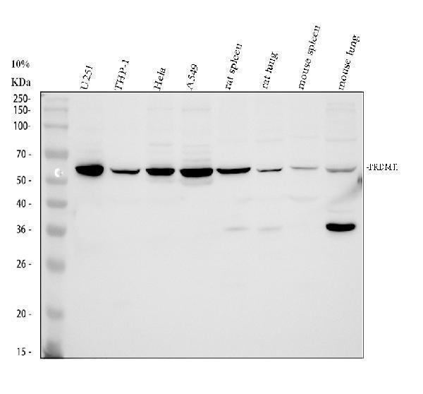 Western blot analysis of PRDM11 using anti-PRDM11 antibody (A11092-2)