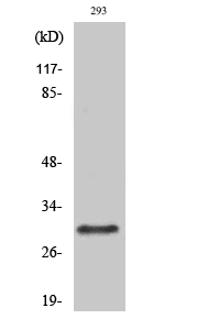Western Blot analysis of various cells using Rab 34 Polyclonal Antibody diluted at 1:500