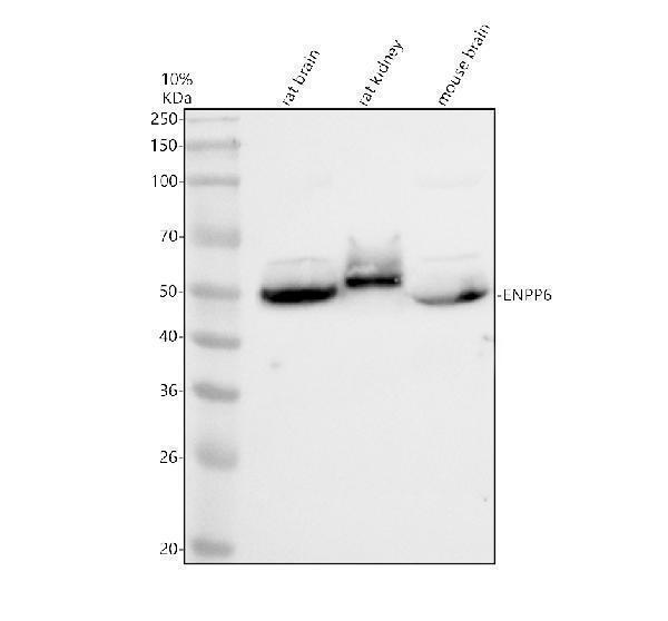 a11099 enpp6 primary antibodies wb testing 1
