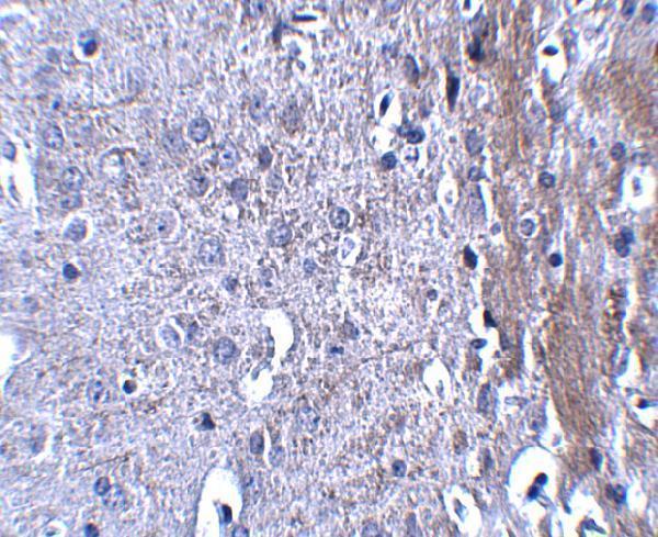 Immunohistochemistry of MATN4 in mouse brain tissue with MATN4 antibody at 2