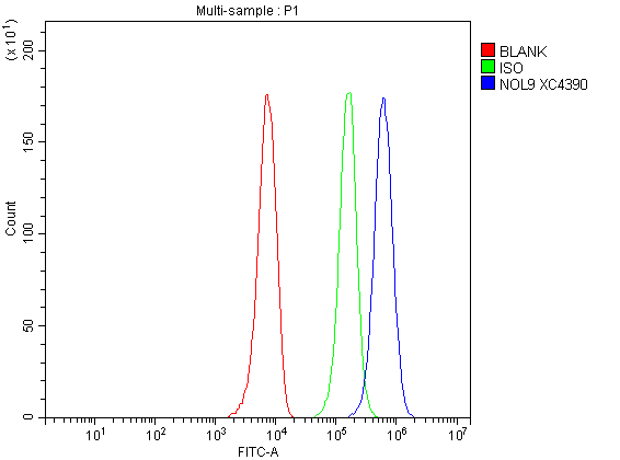  Flow Cytometry analysis of HepG2 cells using anti-NOL9 antibody (A11105-1)