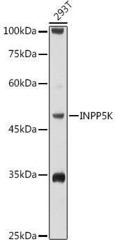 Western blot analysis of extracts of 293T cells, using INPP5K antibody  at 1:1000 dilution