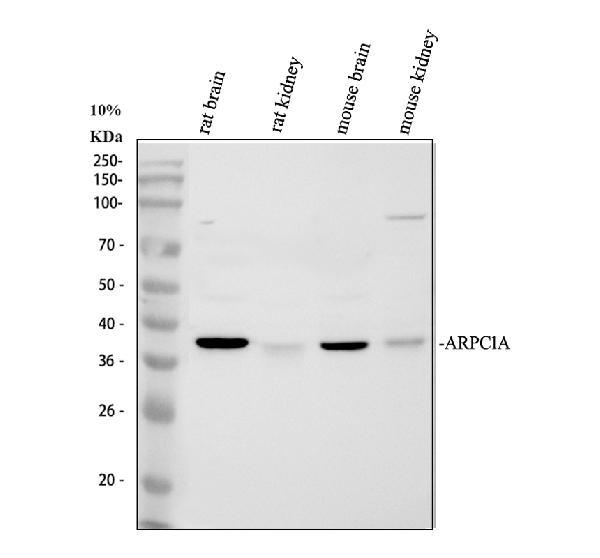 a11108 1 arpc1a primary antibodies wb testing 1