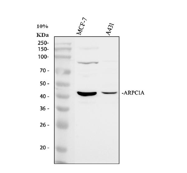 a11108 1 arpc1a primary antibodies wb testing 2