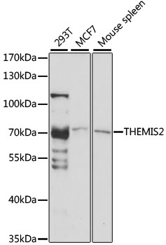 a11109 themis2 primary antiboties wb testing 1