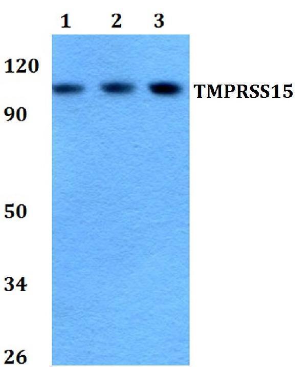 a11114 tmprss15 primary antiboties wb testing 1