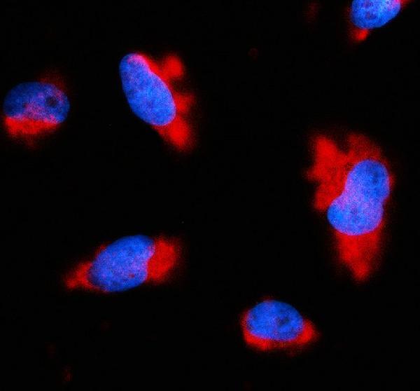 a11117 gngt1 primary antibodies if testing 1