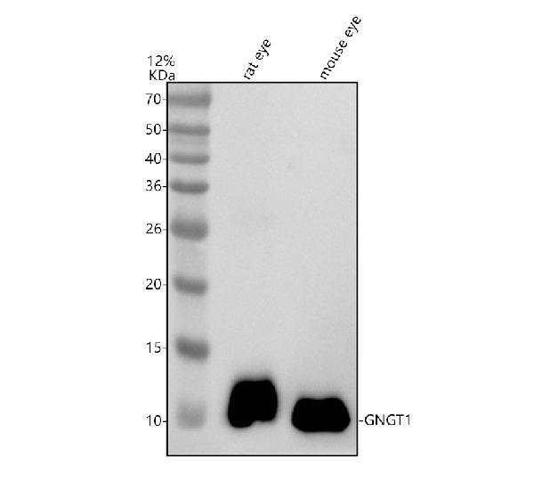 a11117 gngt1 primary antibodies wb testing 1