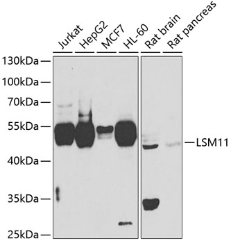 a11132 lsm11 primary antiboties wb testing 1