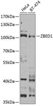 Western blot analysis of extracts of various cell lines, using ZBED1 Antibody  at 1:1000 dilution