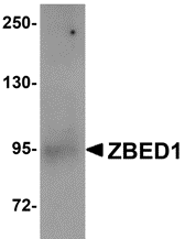 Western blot analysis of ZBED1 in A549 cell lysate with ZBED1 antibody at 1 μg/mL