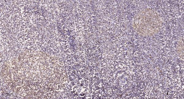 Immunohistochemical analysis of paraffin-embedded human tonsil