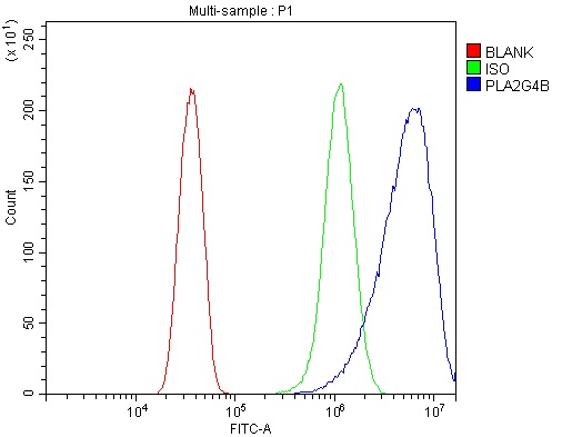 Figure 2. Flow Cytometry analysis of Hela cells using anti-cPLA2 beta/PLA2G4B antibody (A11137-1). Overlay histogram showing Hela cells stained with A11137-1 (Blue line). To facilitate intracellular staining, cells were fixed with 4% paraformaldehyde and permeabilized with permeabilization buffer. The cells were blocked with 10% normal goat serum. And then incubated with rabbit anti-cPLA2 beta/PLA2G4B Antibody (A11137-1, 1microg/1x106 cells) for 30 min at 20°C. DyLight®488 conjugated goat anti-rabbit IgG (BA1127, 5-10microg/1x106 cells) was used as secondary antibody for 30 minutes at 20°C. Isotype control antibody (Green line) was rabbit IgG (1microg/1x106) used under the same conditions. Unlabelled sample without incubation with primary antibody and secondary antibody (Red line) was used as a blank control. Figure 2. Flow Cytometry analysis of Hela cells using anti-cPLA2 beta/PLA2G4B antibody (A11137-1). Overlay histogram showing Hela cells stained with A11137-1 (Blue line). To facilitate intracellular staining, cells were fixed with 4% paraformaldehyde and permeabilized with permeabilization buffer. The cells were blocked with 10% normal goat serum. And then incubated with rabbit anti-cPLA2 beta/PLA2G4B Antibody (A11137-1, 1microg/1x106 cells) for 30 min at 20°C. DyLight®488 conjugated goat anti-rabbit IgG (BA1127, 5-10microg/1x106 cells) was used as secondary antibody for 30 minutes at 20°C. Isotype control antibody (Green line) was rabbit IgG (1microg/1x106) used under the same conditions. Unlabelled sample without incubation with primary antibody and secondary antibody (Red line) was used as a blank control.