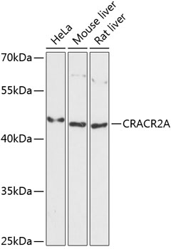 Western blot analysis of extracts of various cell lines, using CRACR2A antibody  at 1:3000 dilution