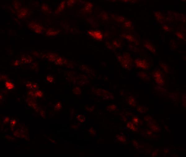 a11139 efcab4b primary antibodies if testing 3