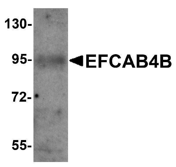 a11139 efcab4b primary antibodies wb testing 1
