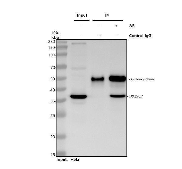 a11141 1 exosc7 primary antibodies ip testing 1