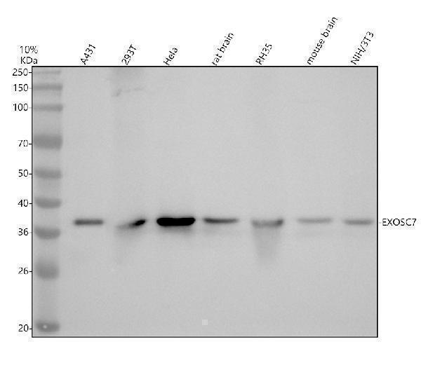 Western blot analysis of EXOSC7 using anti-EXOSC7 antibody (A11141-1)