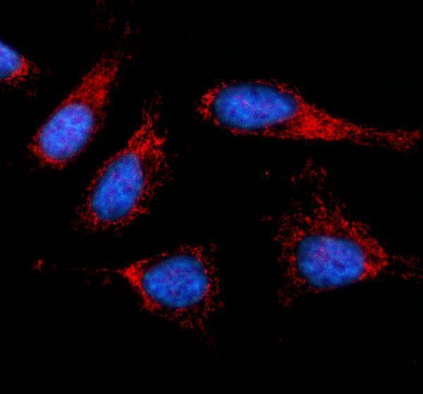 a11143 1 hint2 primary antibodies if testing 1